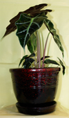 �������� (Alocasia)