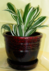 ������� (Dracaena)
