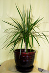 ������� ���������  (Dracaena Marginata)