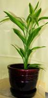 ������� (Dracaena)