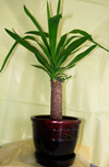 ��� (Yucca)