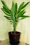 ������� (Dracaena)